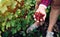 The woman holds the harvested red currant in her hand.