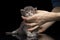 A woman holds the head of a grey Maine Coon kitten