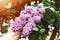 Woman holds in her hand purple branch of blossoming lilac. Botanical Garden. May day, sunset. Selective focus, close-up