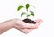 Woman holds in her hand a young mango plant with earth on a white background