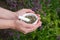 Woman holds in her hands a mortar of medicinal herbs Anise Hyssop or blue giant hyssop. Blossoming Agastache foeniculum flowers.