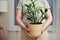 A woman holds a pot with a plant zamioculcas zamiifolia in her hands while standing in a home living room