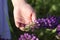 Woman holds tender purple lupins in her hand. Field of summer beautiful flowers, background