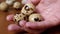 Woman Holds Three Quail Eggs in Palm on a Background of a Table with Quail Eggs