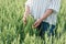 Woman holds wheat in her hands, woman touches unripe wheat