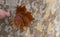 Woman holds yellowed maple leaves. autumn background. tree bark platanus orientalis