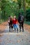 Woman horses avenue lane forest autumn fall