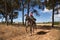 Woman horsewoman, young and beautiful, running at a trot with her horse, on a path with pine trees in the countryside. Concept