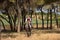 Woman horsewoman, young and beautiful, walking with her horse, through pine forest in the countryside. Concept horse riding,