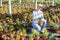 Woman horticulturist maintaining garden in hothouse