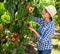 Woman horticulturist picking peaches from tree in garden