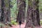 Woman in Humboldt Redwoods State Park