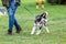 Woman with a husky puppy at the puppy school