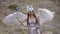 Woman in image of warlike Valkyrie with wings holding weapon and shield