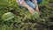 Woman inspecting watermelon crop at field