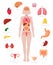 Woman internal organs infographic. Human body anatomy, lungs, kidneys, heart, brain, liver and female reproductive