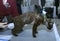 Woman judge hands estimating breed of Devon Rex cat. Cat show
