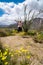 Woman jumps for joy next to an Ocotillo plant cactus. Wildflowers in photo