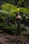 Woman in jungle standing under the fern, wearing green dress. Caucasian woman walking in tropical rain forest. Nature concept.