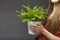 Woman keeps green houseplant in a pot on gray background. Indoor plant. House decoration