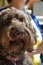 Woman Labradoodle sitting on lap