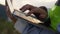 Woman with laptop near windmill: technical aspects of creating a wind farm. Typing information on a laptop keyboard