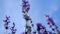 Woman in a lavender field. Selective focus.