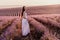 Woman lavender field sunset. Romantic woman walks through the la