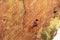 Woman Lead Rock Climbing a Hoodoo in Arizona