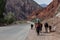 A woman leading cows along the Karakoram Highway with the mountains on the background , Xinjiang