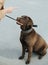 Woman lecturing her obedient loyal dog, shaking index finger over his head