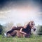 Woman lies and embraces a resting horse on nature background with sky