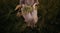 Woman in linen dress sitting on chair among grass with wildflowers in summer meadow. Atmospheric