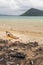 Woman on the littered beach in cambodia