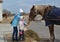 The woman with the little daughter feed a horse with hay in the open air. Kaliningrad region