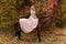 A woman in a long dress sits on a horse. Autumn forest, horse breeding