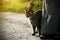 A woman in a long dress stroking a striped stray kitten