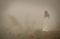 Woman in long white dress in foggy misty landscape. Blur discernible outline of slim figure. View from behind. Mistery