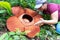 Woman looking at big Rafflesia keithii flower