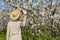 Woman looking cherry blossom. Jerte Valley, Caceres. Spring Spain