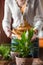 Woman looks after an indoor flower spathiphyllum