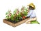 A woman loosens the soil on a wooden garden bed with growing tomatoes