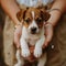 Woman lovingly cradling and cuddling an adorable, fluffy puppy in her gentle hands