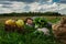 A woman is lying in a field near a pumpkin crop. Autumn landscape. Harvesting.