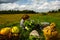 A woman is lying in a field near a pumpkin crop. Autumn landscape. Harvesting.