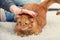 A woman is lying with a red cat on the carpet and petting her pet