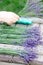 A woman makes bouquets of fresh fragrant lavender. Rustic style.