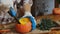 Woman makes DIY pumpkin succulent planter for Thanksgiving day autumn home decor