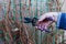 Woman makes spring pruning of lemongrass. The hand with the help of a siccator cuts off a branch