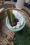 The woman making a Brew rice tea